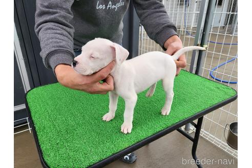 成約済の愛知県のその他の犬種-160926の2枚目